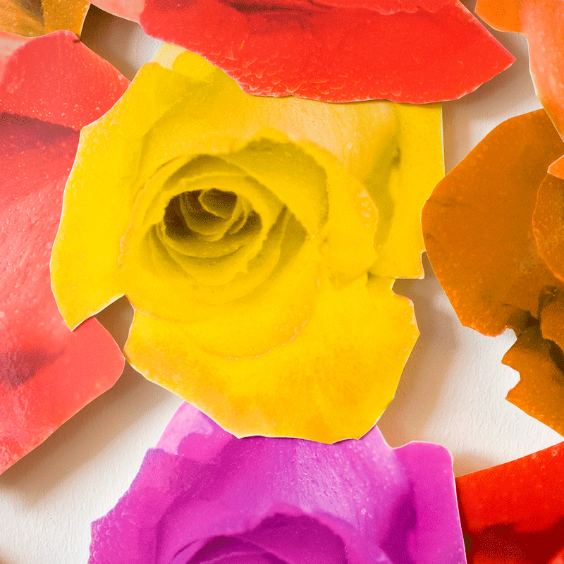 Rozen
